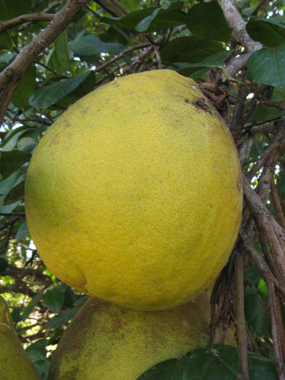              Fruit (Sha Tian You, Winter Haven, FL)   